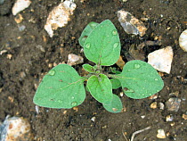 Black nightshade plant (Solanum nigrum) young plant of an annual arable weed with cotyledons and four true leaves, Berkshire, July