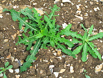 Young prostrate Perennial sow-thistle (Sonchus arvensis) perennial young weed plants on arable ground, Berkshire, July