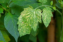 Damage to tomato leaves caused by Two-spotted / Red spider mites (Tetranychus urticae) in a garden greenhouse, Berkshire, August