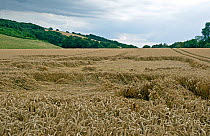 A ripe winter wheat crop flattened / lodged by a storm earlier in the season, Berkshire, England, UK. July