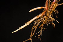 Couch grass (Agropyron repens) roots and spreading young underground rhizomes