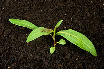 A young Redshank plant (Polygonum maculosa) cotyledons and three true leaves of an annual weed of arable agriculture and gardens
