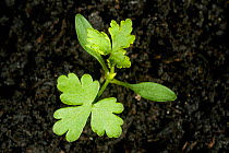 Seedling Fool&#39;s parsley (Aethusa cynapium) cotyledons and first true leaves of annual arable and garden weed