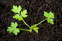 Young plant of Fool&#39;s parsley (Aethusa cynapium) an annual arable and garden weed