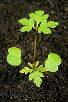 A seedling plant of Herb robert (Geranium robertianum) an annual plant of waste ground and gardens with cotyledons and first true leaves