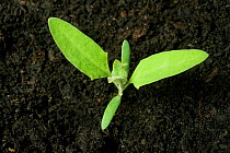 A seedling plant of Common orache (Atriplex patula) seedling weed with cotylledons and first two true leaves developing
