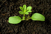 Seedling Cleavers / Goosegrass (Galium aparine) annual arable and garden weed with cotyledons and first true whorl