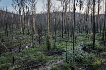 Martins Creek and surrounds approx 5 months after 2019/20 bushfires devastated the area. The edge of the creek originally had wet temperate rainforest along its edge, bounded by wet and damp forest. M...
