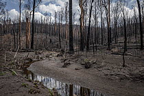 Martins Creek and surrounds after 2019/20 bushfires devastated the area. Until the fires, the edge of the creek had wet temperate rainforest along its edge, bounded by wet and damp forest. Martins Cre...