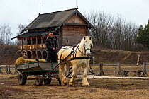 Percheron gelding pulling hay cart, man standing in cart. Traditional wooden building in background, Kievan Rus Park, a reconstruction of the former capital Rus. Ukraine, February 2020.