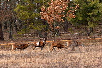 Mouflon (Ovis aries musimon) herd, male alert whilst females graze at woodland edge. Rewilding project, Beremytske Nature Reserve, Chernihiv Region, Ukraine. February.