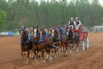 Two cowboys drive a traditional wagon, pulled by six brabant draft/heavy horses, in a six-up hitch formation, during the Draft Horse Classic Show, Grass Valley, California, USA