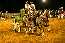 Two cowboys drive a traditional wagon, pulled by three brabant draft/heavy horses, in an unicorn hitch formation, during the Draft Horse Classic Show, Grass Valley, California, USA