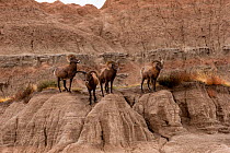 Four Bighorn Sheep (Ovis Canadensis) rams stand together before the rutting season, Badlands National Park, South Dakota, USA