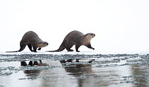 North American river otter (Lontra canadensis) female and cub walking across snow, reflected in water. Yellowstone National Park, USA, January.