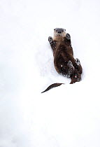 North American river otter (Lontra canadensis) on back, rolling on snow bank. Yellowstone National Park, USA, January.