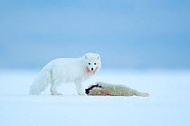 Arctic fox (Vulpes lagopus) standing in snow besides Ringed seal (Pusa hispida) pup prey. Svalbard, Norway, April.