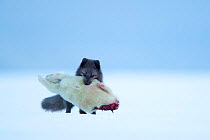 Arctic fox (Vulpes lagopus) carrying Ringed seal (Pusa hispida) pup prey in mouth. Svalbard, Norway, April. GDT European Wildlife Photographer of the Year Competition 2022 - Mammals category - Highly...
