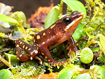 Longnose harlequin frog (Atelopus longirostris), critically endangered species. Was considered extinct but four individuals were rediscovered in 2016. This individual found at same site. Junin, Imbabu...