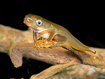 Monkey frog (Phyllomedusa vaillantii) metamorphosing, stilk with tail on a stick above a pond in Yasuni National Park, Ecuador.