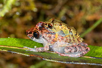 Dwarf rainfrog (Pristimantis minimus) pair in amplexus, Cordillera del Condor, southern Ecuador. Rio Nangaritza, Ecuador