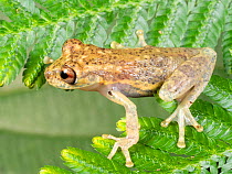 Red Snouted Treefrog (Scinax ruber) on a Selaginella frond. Yasuni National Park, Ecuador.
