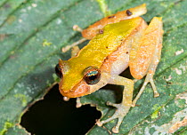 Los Cedros rain frog (Pristimantis cedros), described in 2015, recorded only within Los Cedros Biological Reserve, Imbabura Province, Ecuador.