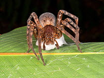 Venomous Wandering spider (Phoneutria sp), a relative of the dangerous Brazillian Banana Spider, attaching its eggs in a silk nest to a leaf. This individual is missing its right front leg. Yasuni Nat...