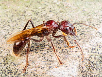 A rarely seen winged female Bullet Ant (Paraponera clavata). Yasuni National Park, Ecuador.