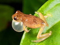Short-headed treefrog (Dendropsophus brevifrons) calling with inflated vocal sac. Above a rainforest pond at night, Yasuni National Park, Ecuador.