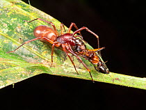 Spider feeding on Bullet Ant (Paraponera clavata), one of the largest Amazonian ants renowned for its painful sting. Yasuni National Park, Ecuador.