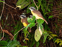 Three Social flycatchers (Myiozetetes similis) perching at the edge of a pond. There is a nest of Warty monkey frog (Phyllomedusa tarsius) in a folded leaf below the birds. Yasuni National Park, Ecuad...
