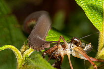 Velvet worm (Onychophora) feeding on Cricket after ejecting net of sticky glue like substance. Yasuni National Park, Ecuador.