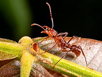 Ant (Ectatomma tuberculatum) drinking nectar from an extra-floral nectary on the leaf of an Inga tree. In the rainforest, Yasuni National Park, Ecuador.