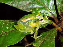 Santa Cecilia Cochran frog (Teratohyla midas), pair in amplexus in the rainforest understory, Yasuni National Park, Ecuador.
