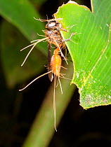 Cordyceps fungus parasitizing a wasp. The fungus alters the behaviour of its host before killing it, ensuring the insect will die in a high place, enabling the spores to be spread easily. Yasuni Natio...