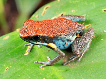 Ecuadorian poison frog (Ameerega bilinguis) on a leaf in the rainforest understory. Yasuni National Park, Ecuador.