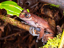 Jondachi treefrog (Hyloscirtus staufferorum) at night. Base of Sumaco Volcano, Amazon rainforest, Ecuador.