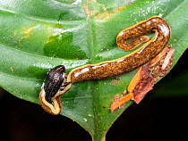 Terrestrial flatworm (Platyhelminthes) feeding on Beetle. Orellana Province, Ecuador.
