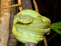 Two-stiped pit-viper (Bothrops bilineata). A venomous snake typically found coiled in the lower canopy of the rainforest. Yasuni National Park, Ecuador.