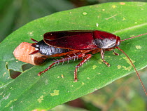 Cockroach female extruding an ootheca or egg case. In the rainforest, Yasuni National Park, Ecuador, July 2020.
