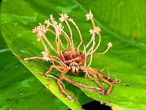 Cordyceps fungus parasitizing a spider. The fungus alters the behaviour of its host before killing it, ensuring the insect will die in a high place, enabling the spores to be spread easily. Yasuni Nat...