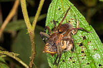 Wandering spider (Ctenidae) eating rare Spix&#39;s horned treefrog (Hemiphractus scutatus). Pastaza Province, Ecuador.