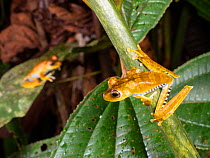 Blue-flanked treefrogs (Boana calcarata) perching in vegetation above a rainforest creek. Yasuni National Park, Ecuador.