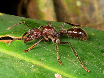 Bullet ant or Conga ant (Paraponera clavata), one of the largest Amazonian ants and reputed to have the most painful sting. Yasuni National Park, Ecuador.