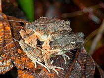 Pair of Peters&#39; dwarf frog (Engystomops petersi) in amplexus on the rainforest floor in Yasuni National Park, Ecuador.