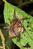 Wandering spider (Ctenidae) eating rare Spix&#39;s horned treefrog (Hemiphractus scutatus). Pastaza Province, Ecuador.