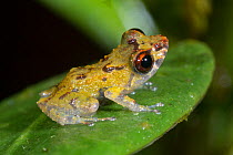 Dwarf rainfrog (Pristimantis minimus) a very small species 12-16mm in length. Distribution restricted to the southwest slopes of the Cordillera del Condor, southern Ecuador. Rio Nangaritza, Ecuador.