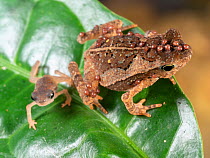 Common forest toads (Rhinella margaritifera) with juvenile There are several mites cling to the toad. These are phoretic , not feeding but waiting to be transported to another site. Yasuni National Pa...