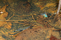 Red-eye tetra (Moenkhausia sp) attracted by ripples from Cicada falling into rainforest pond. Pastaza Province, Ecuador.